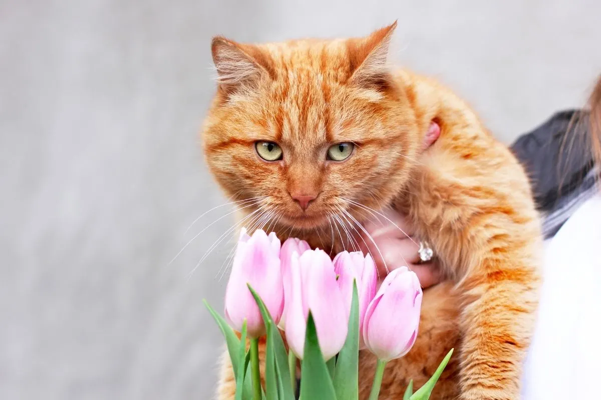 orange cat and pink tulips