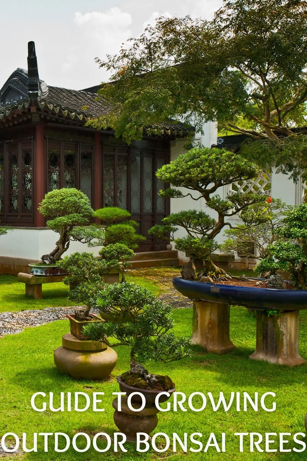 guide to growing ourdoor bonsai trees
