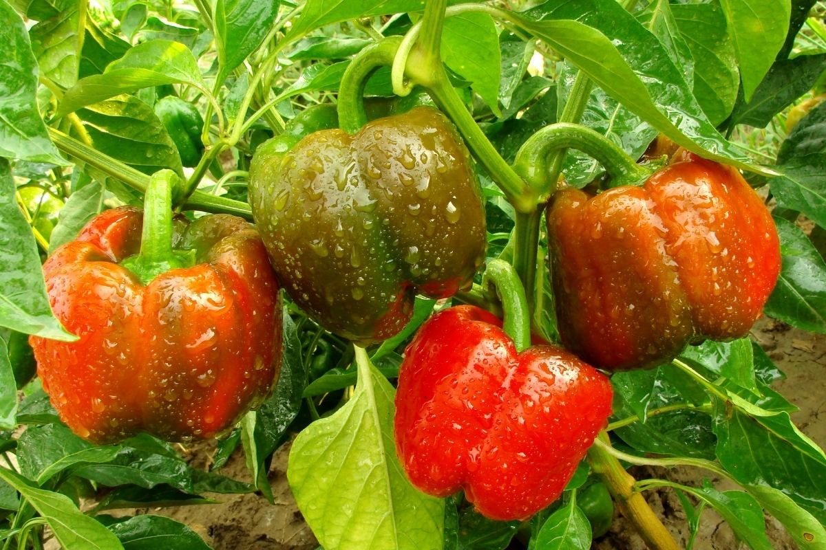 peppers on the plant