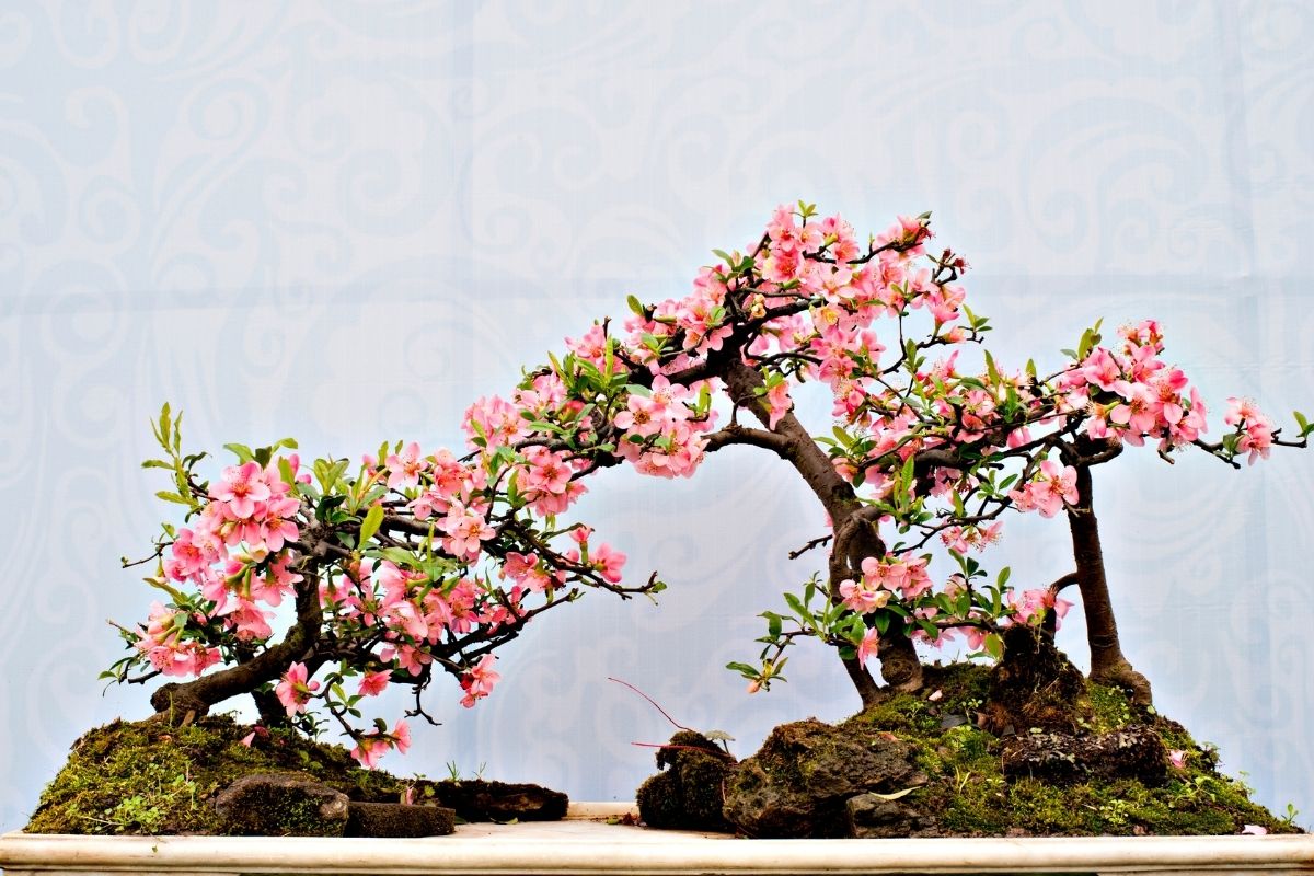 pink blooming indoor bonsai tree