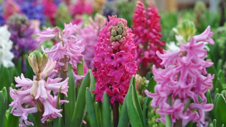 Are Hyacinths Poisonous to Cats?