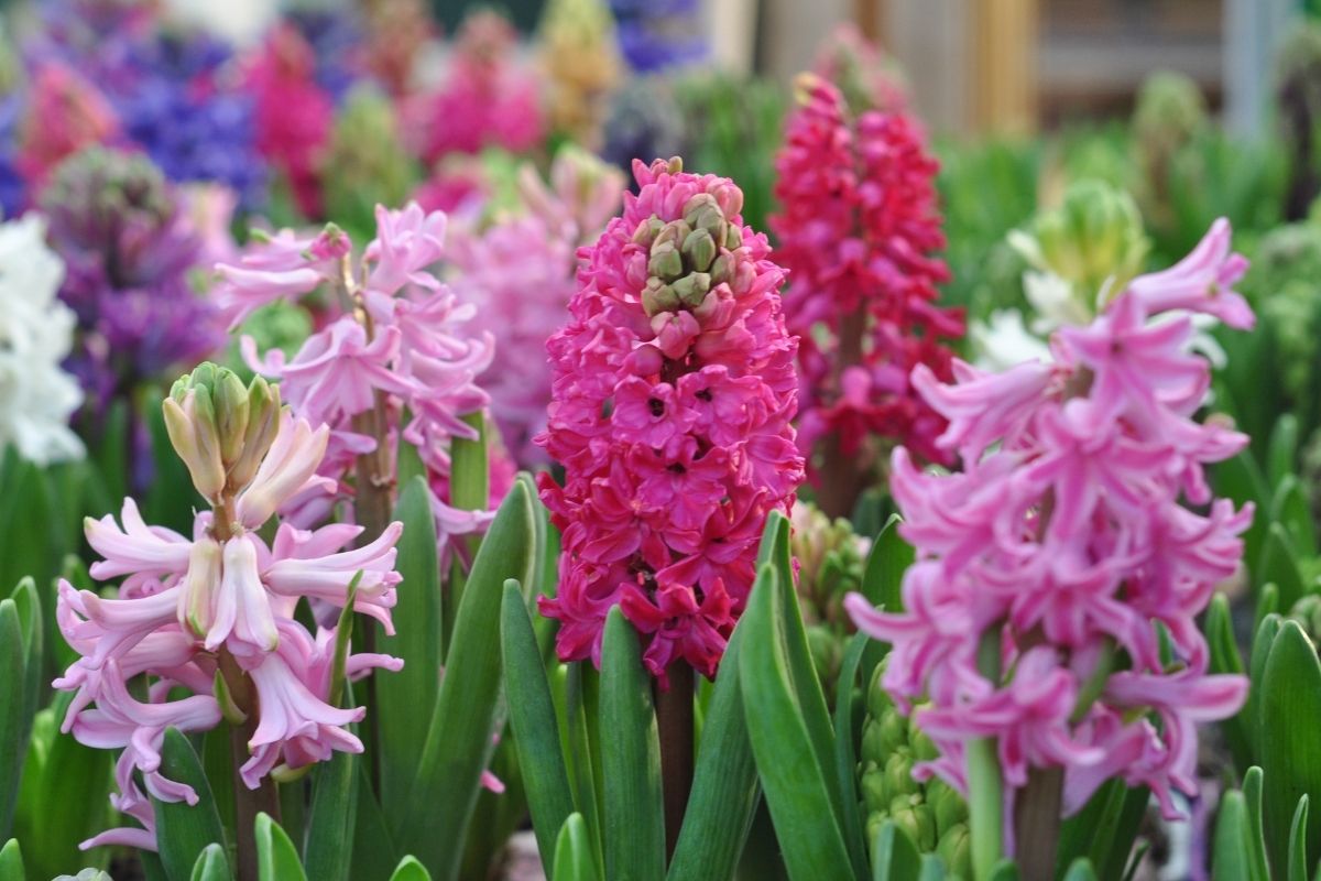 hyacinth flowers in shades of pink