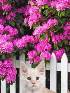 cute kitty in front of a white fence wiht pink rhododendron flowers behind it