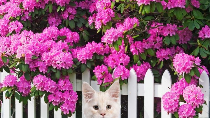 Are Rhododendrons Poisonous To Cats?