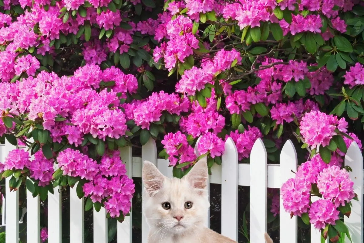 cute kitty in front of a white fence wiht pink rhododendron flowers behind it