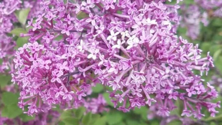 10 Types Of Flowering Trees For A Beautiful Yard
