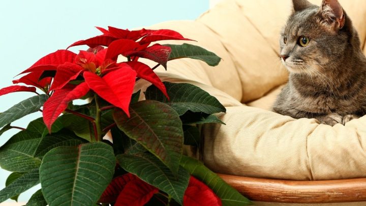 Are Poinsettia Plants Poisonous To Cats?