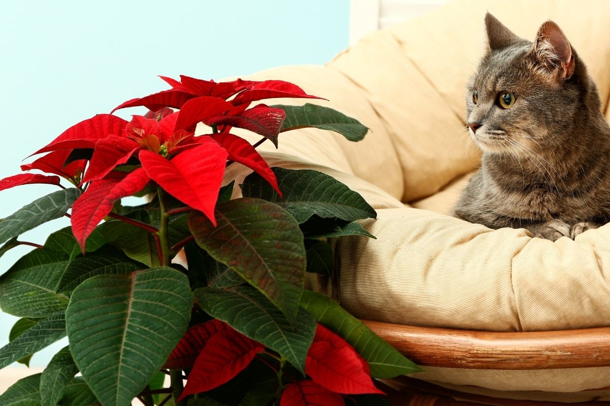 cat sitting next to a poinsettia plant