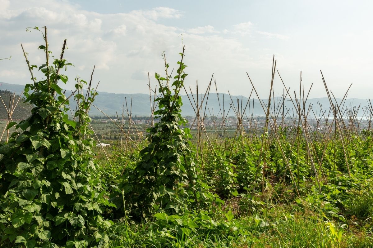 pole beans