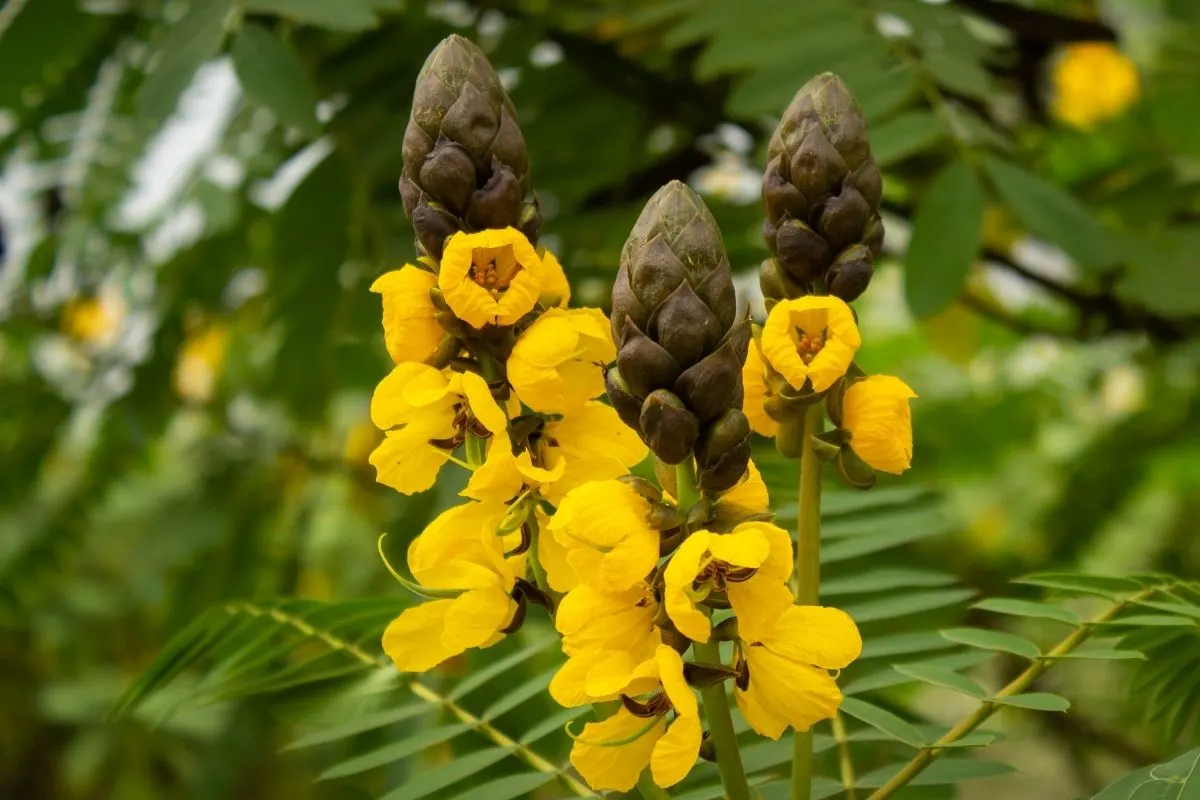 popcorn cassia tree flowers