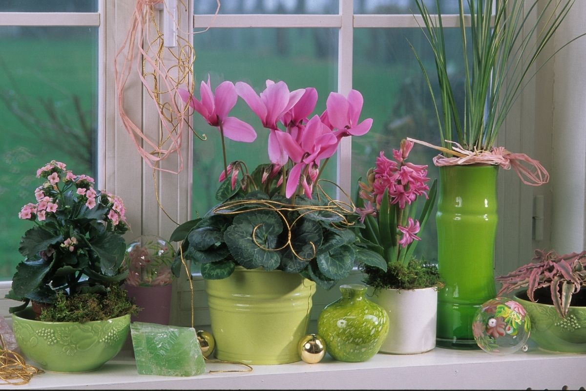 potted cyclamen flowers