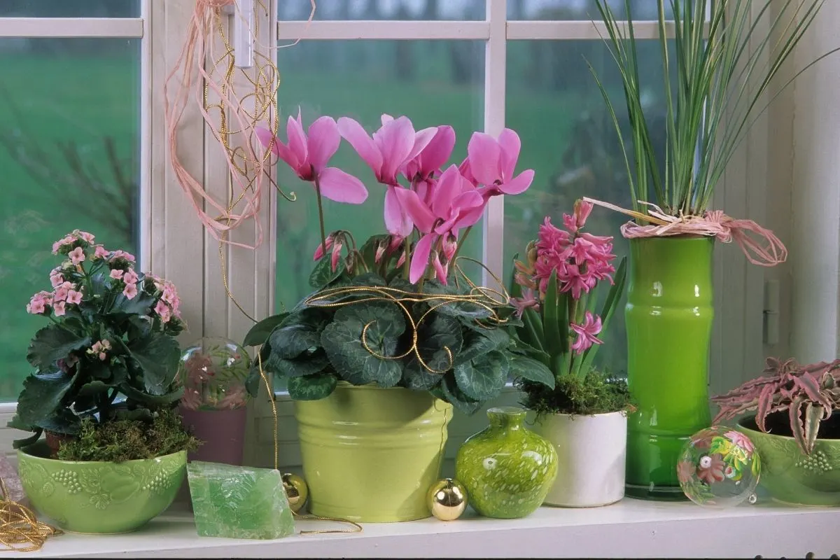 Is Cyclamen Poisonous To Cats?