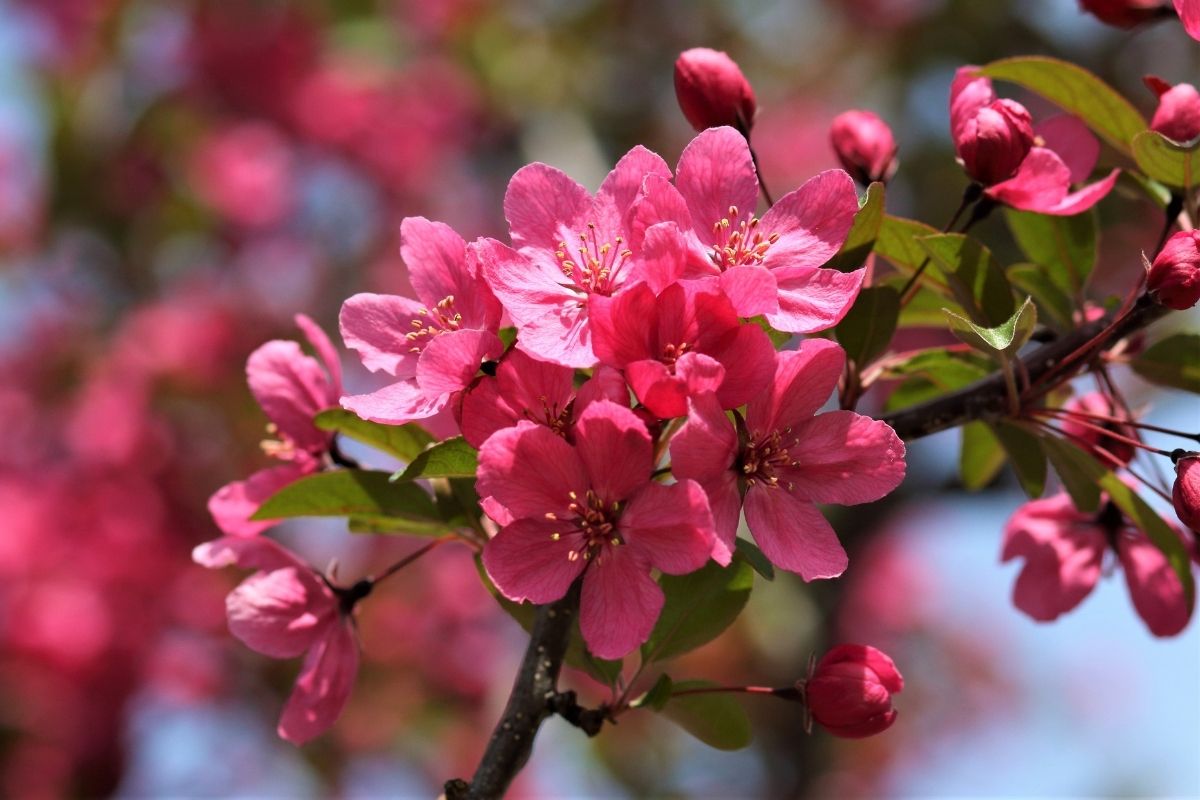 Prairie fire flowering crabapple tree