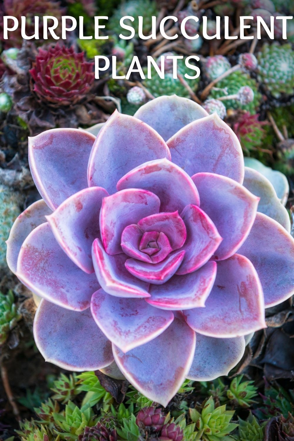 purple succulent plants