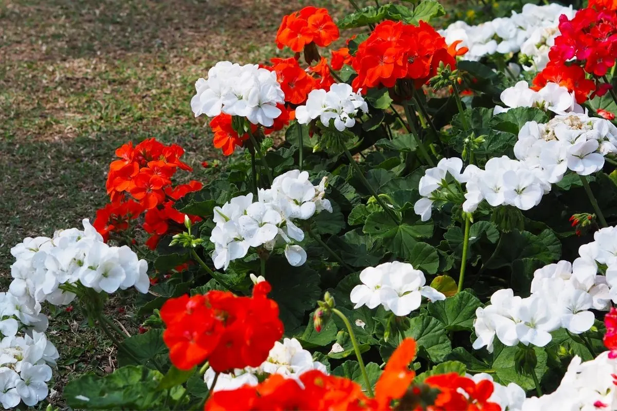 red and white geraniums lining up the driveway