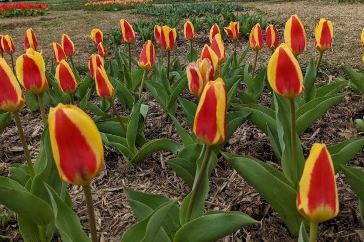 red and yellow striped tulips in Washington DC
