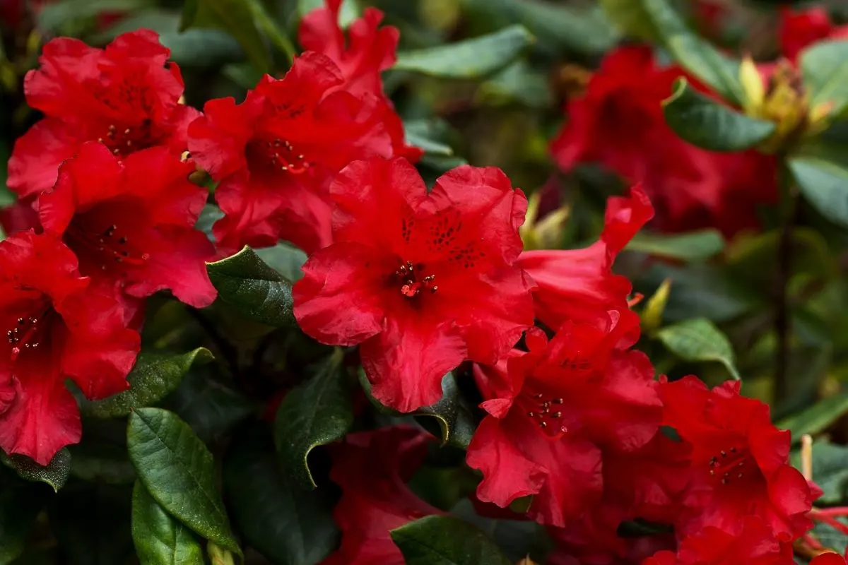 red azalea flowers