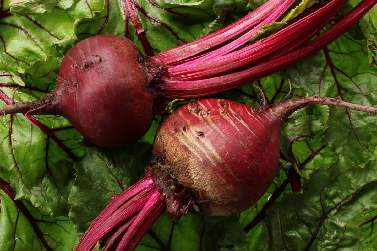 red beets freshly picked from the garden