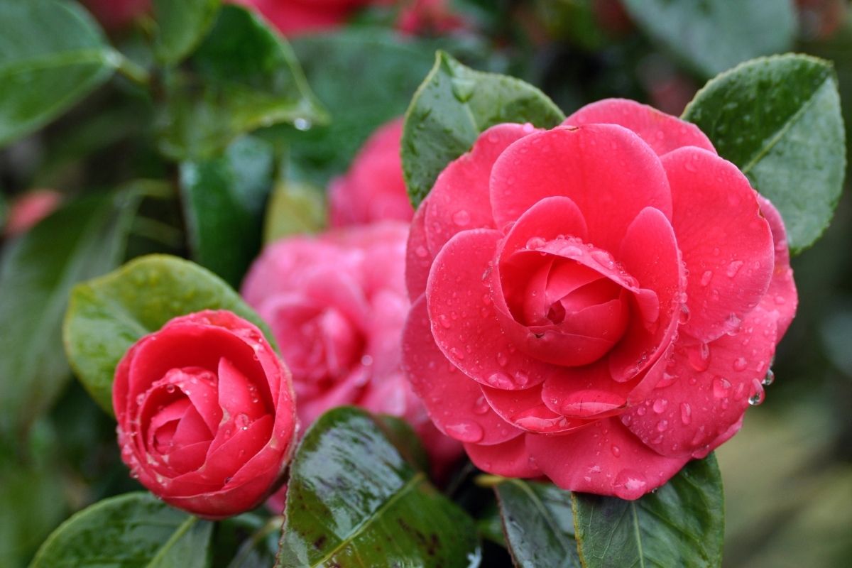 red camellia flowers