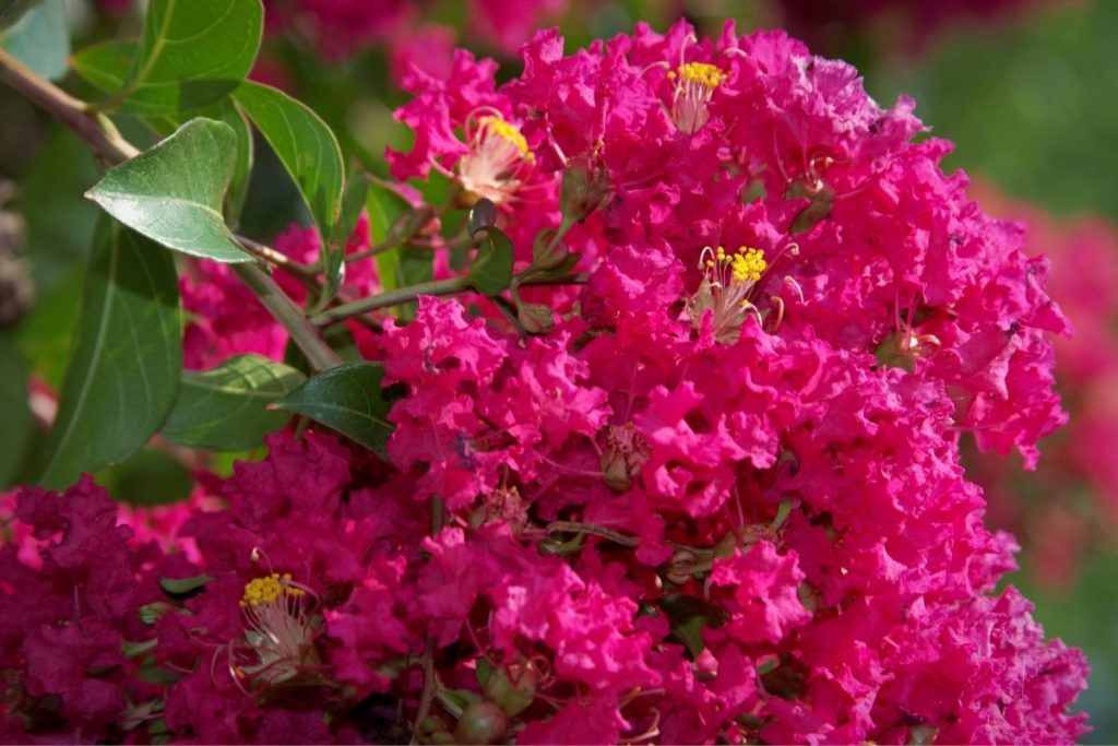 10 Beautiful Red Flowering Trees (With Pictures)