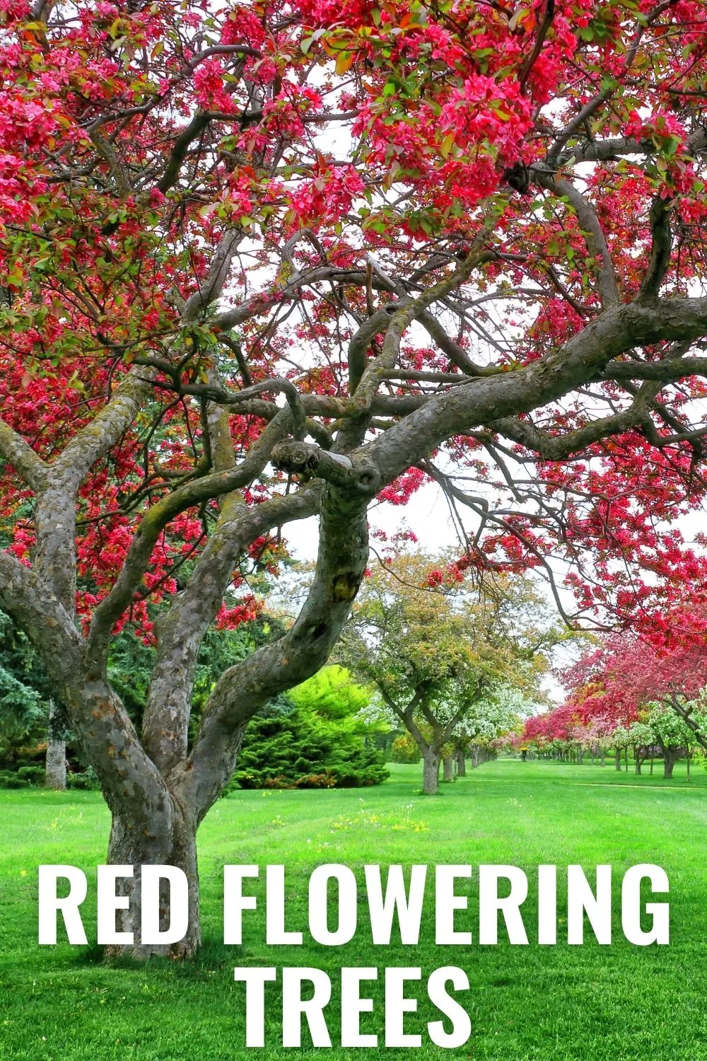 red flowering trees