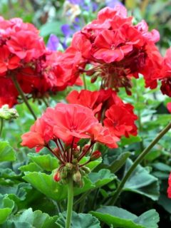 red geranium flowers