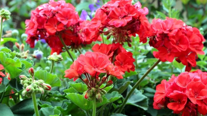21 Gorgeous Companion Plants for Geraniums