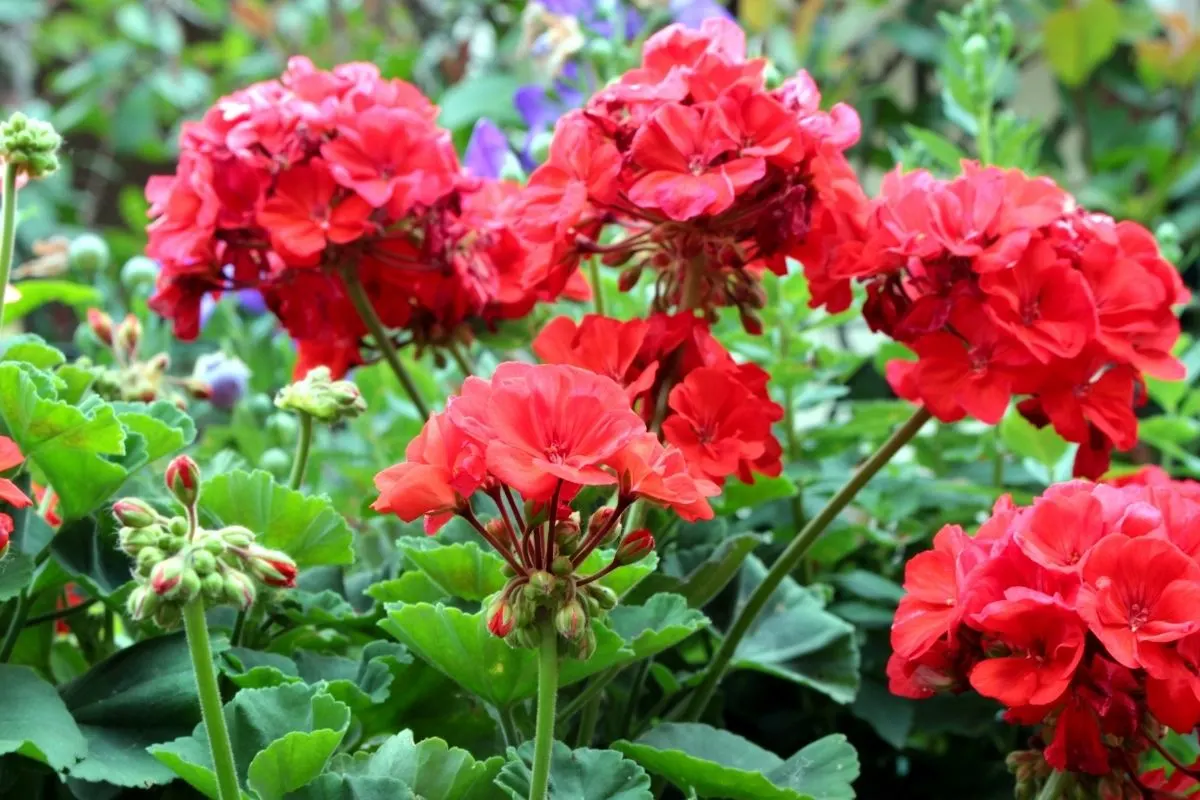 red geranium flowers