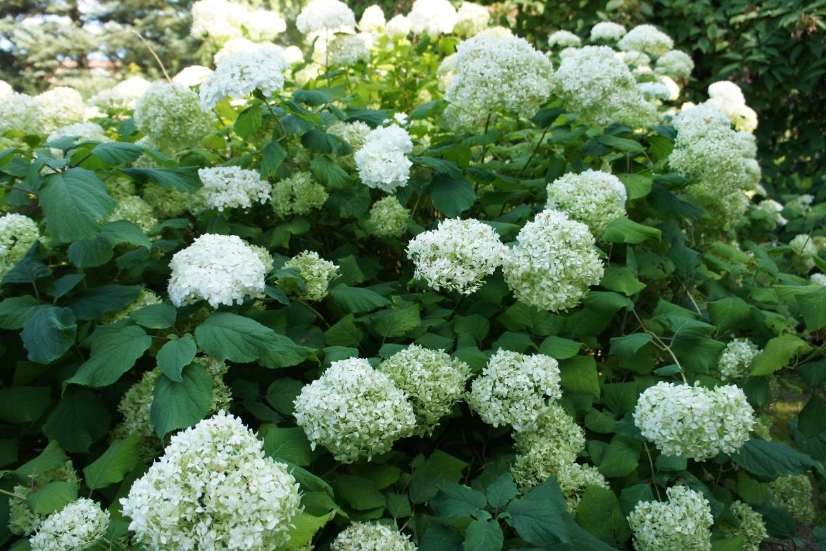 smooth hydrangeas