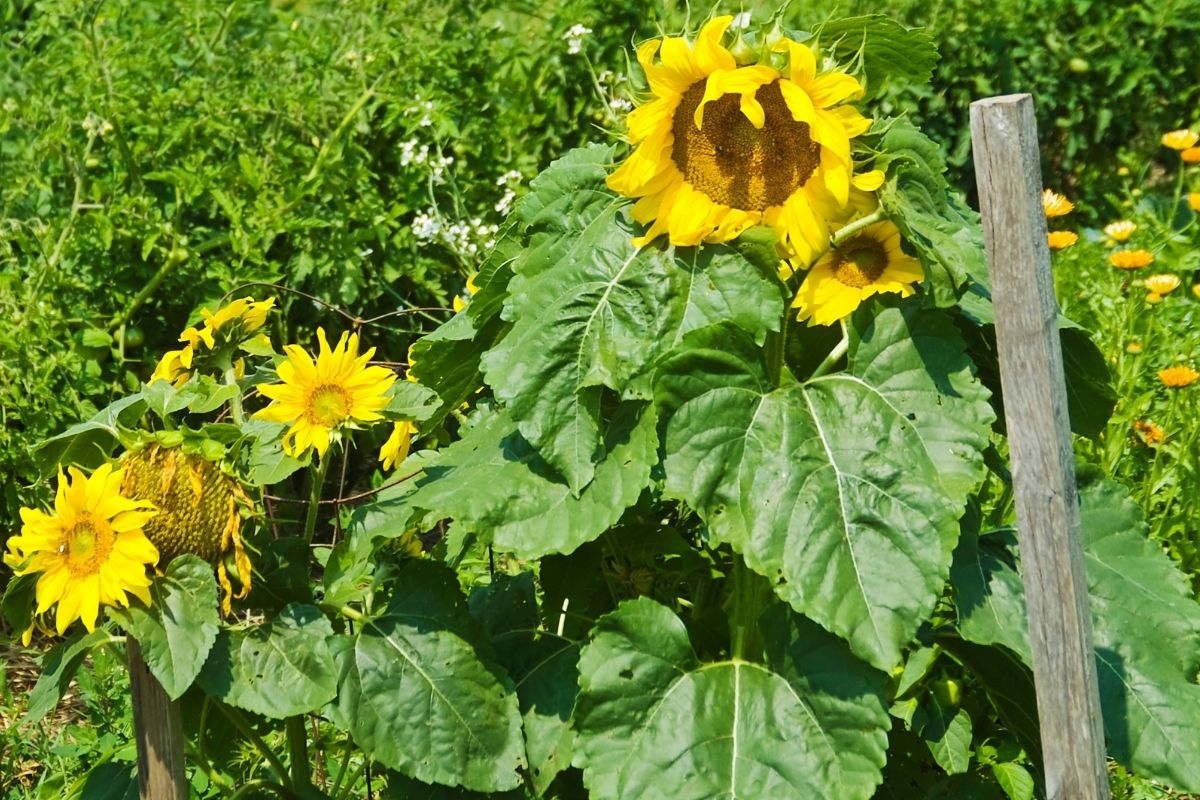 sunflowers in the vegetable garden