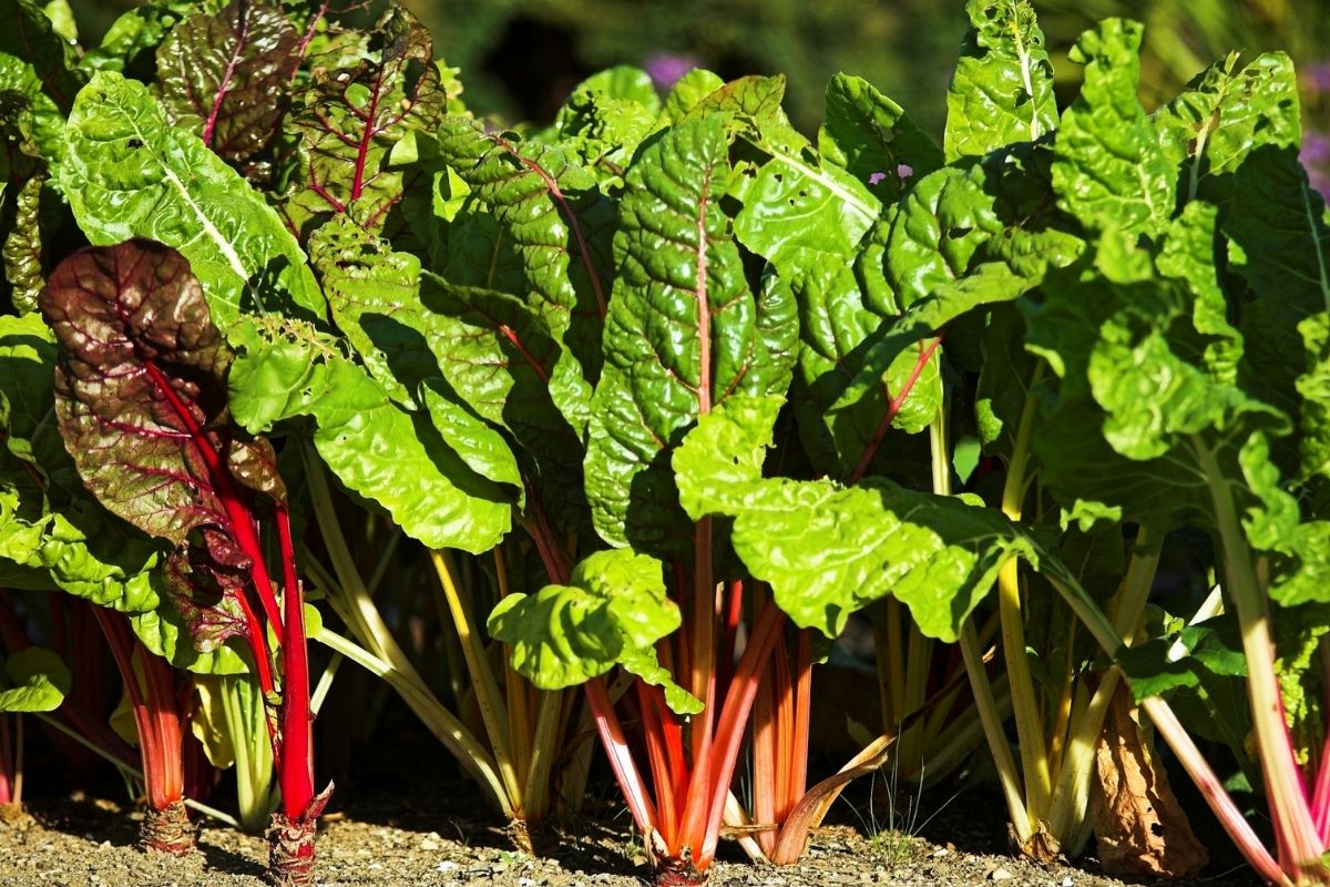 swiss chard plants in the garden