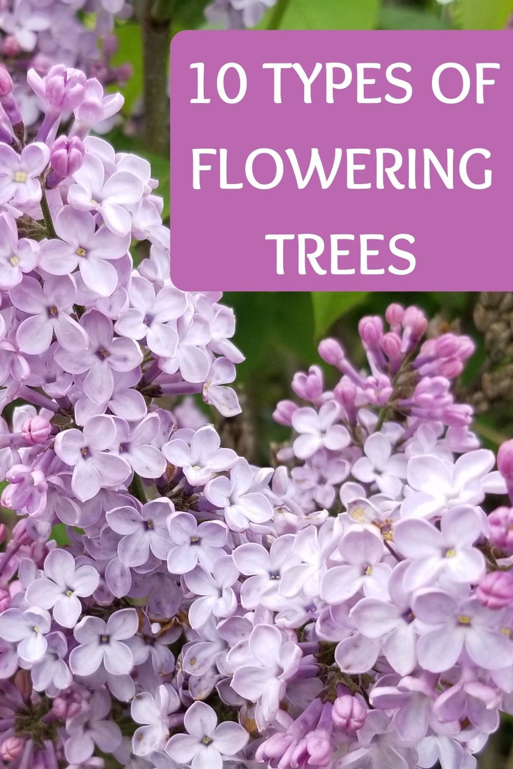 10 types of flowering trees
