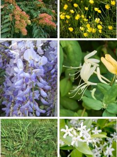 a collage of invasive plants in Virginia