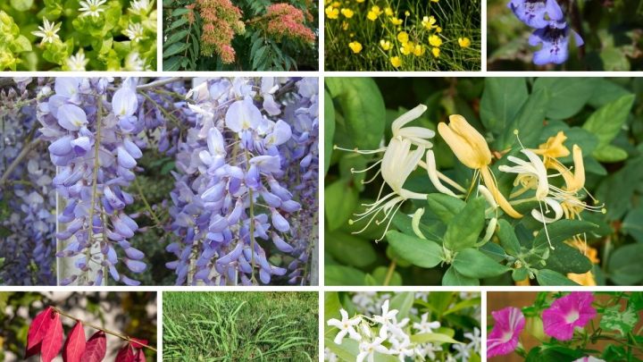 Invasive Plants Guide (And 3 Easy Ways YOU Can Curb Their Spread)