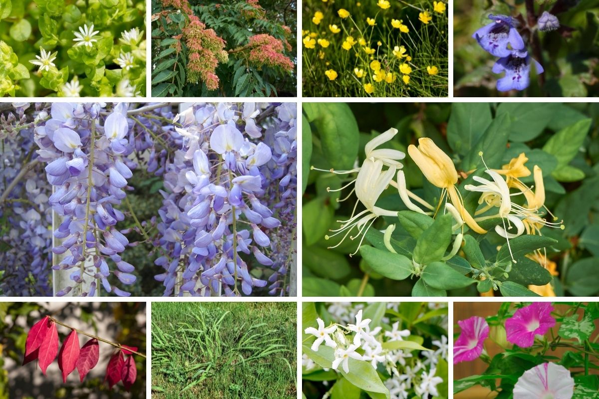 a collage of invasive plants in Virginia