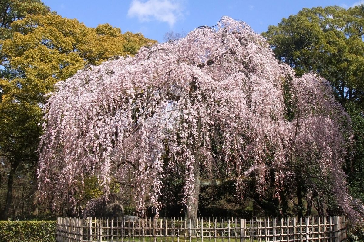 weeping crabapple tree