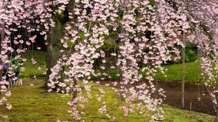11 Best Weeping Flowering Trees For Small And Big Gardens Alike (With Pictures)