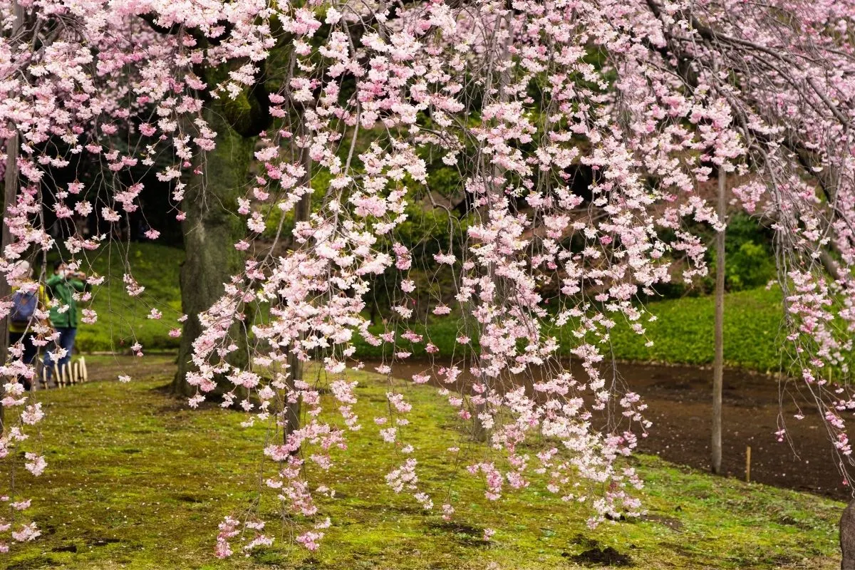 weeping flowering tree