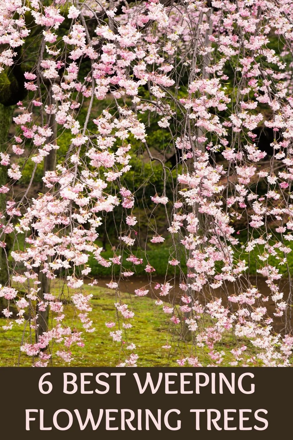 6 bet weping flowering trees
