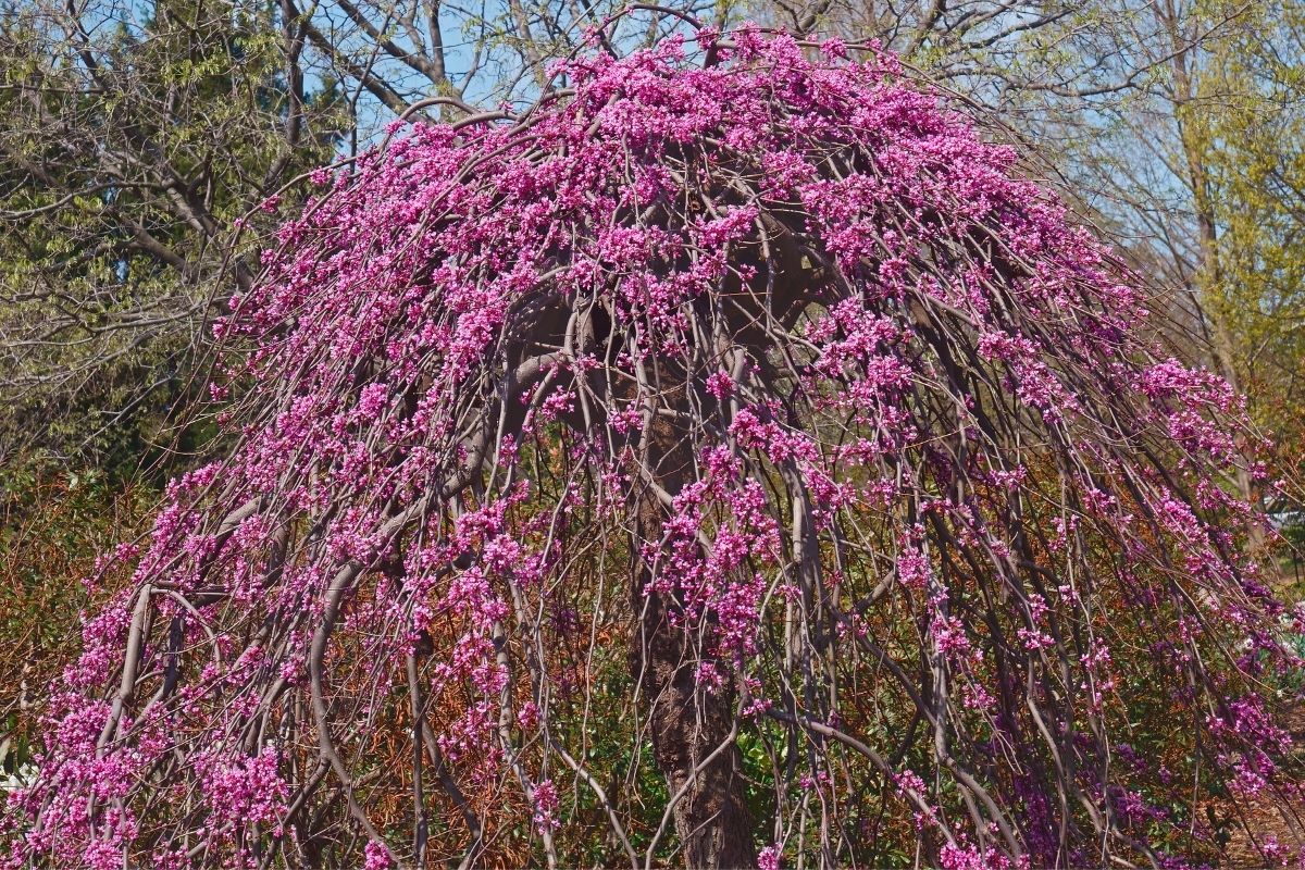 weeping redbud tree