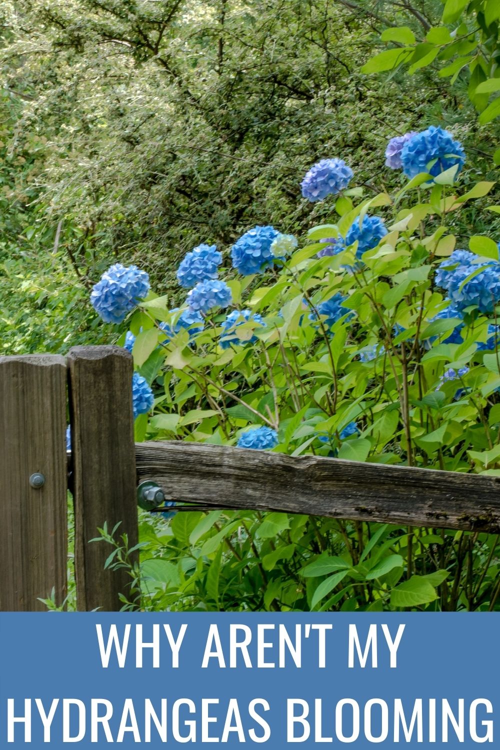 Why aren't my hydrangeas blooming 