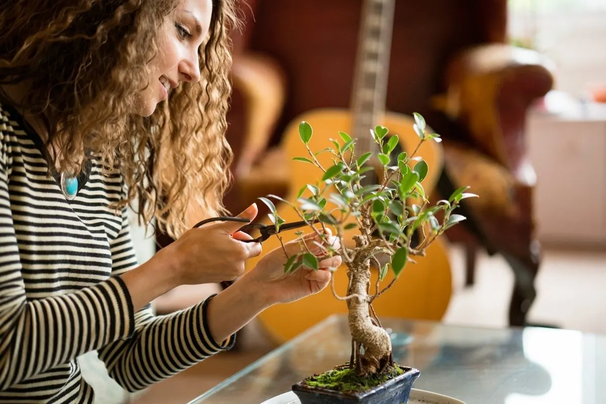 young woman trimming a bonsai tree