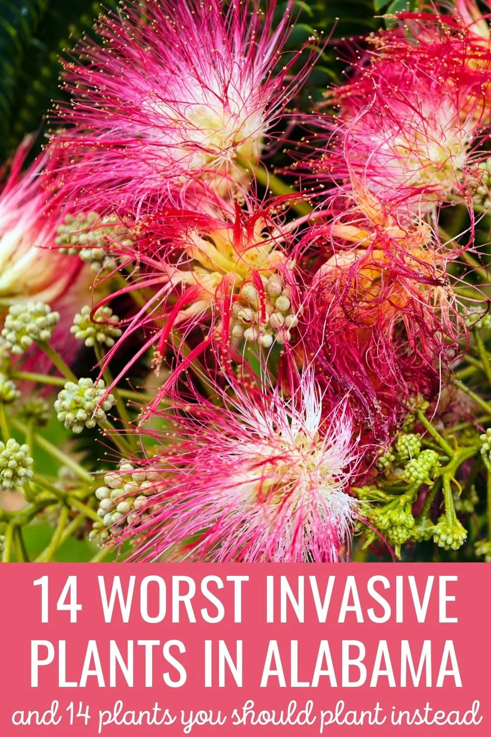 14 worst invasive plants in Alabama