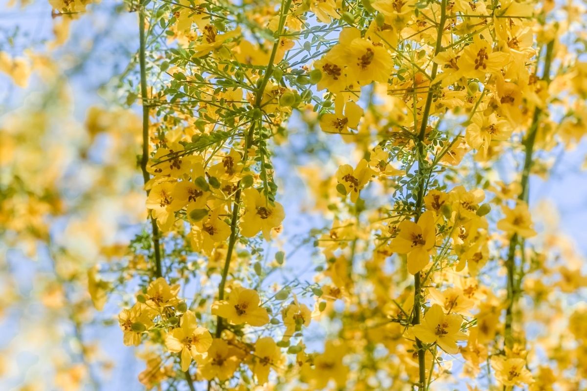 yellow blooming tree