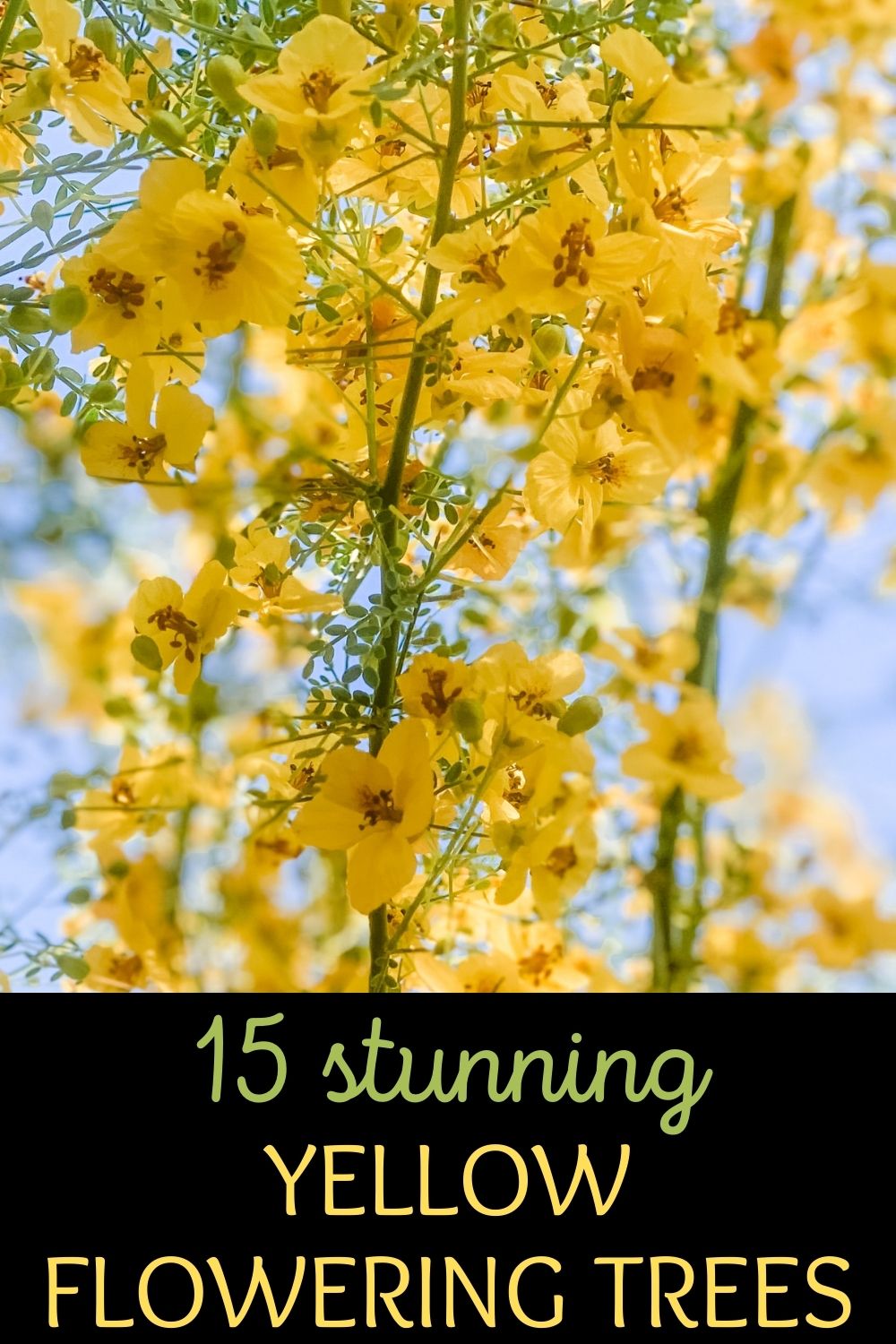 15 stunning yellow flowering trees