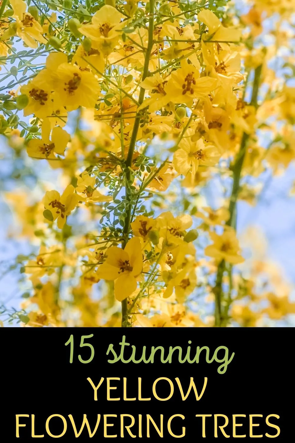 15 stunning yellow flowering trees