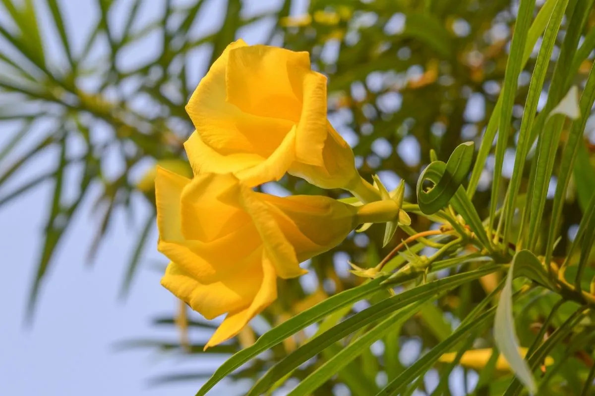 yellow oleander flowers
