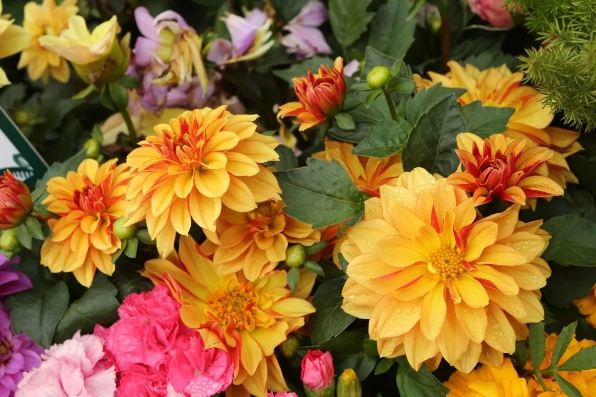 yellow orange dahlia flowers