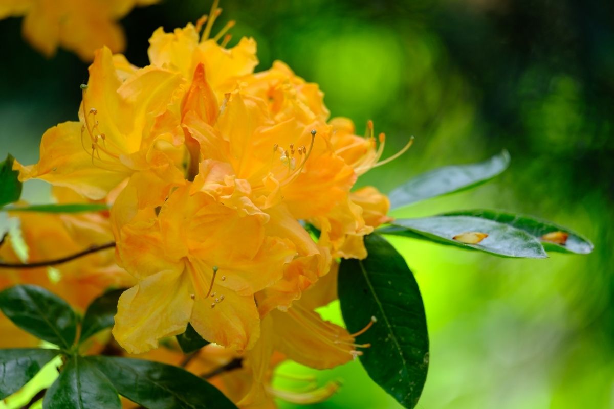yellow azalea - rhododendron