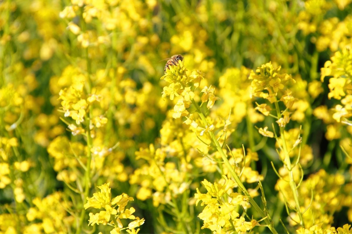 yellow toadflax flowers